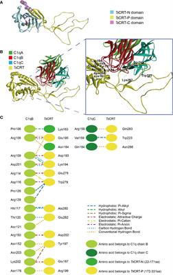 Trichinella spiralis Calreticulin S-Domain Binds to Human Complement C1q to Interfere With C1q-Mediated Immune Functions